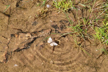 Butterfly in the pondの写真素材