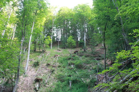 Cut trees in Olympus mountain, Greeceの写真素材