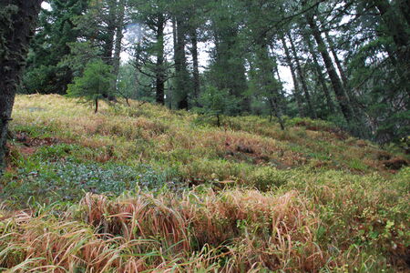 Plants and trees in autumn colors in Rugova valley, Kosovoの写真素材