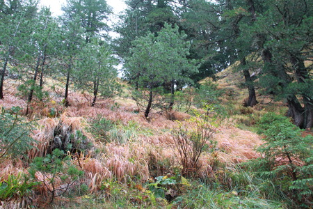 Trees in the uphill in Rugova valley, Kosovoの写真素材