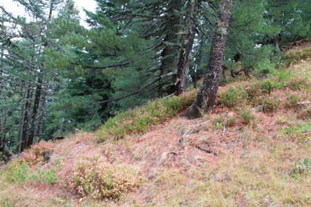 Pines uphill in the autumn in Rugova valley, Kosovoの写真素材