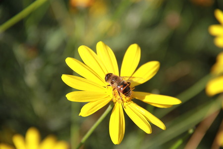 Bee inside yellow flowerの写真素材