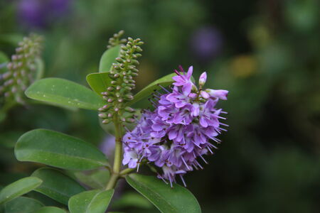 Purple flower with leaves の写真素材