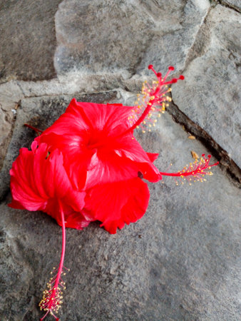 Beautiful and unique red flowers in the garden.の写真素材