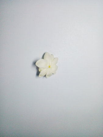 White jasmine flower isolated on a white background. Beautiful and fragrant jasmine flower.