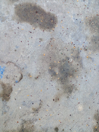 Leftover bird food falls on the road. Animal Food Theme.
