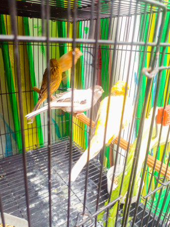 Little yellow birds in a cage. Beautiful and cute bird.の写真素材
