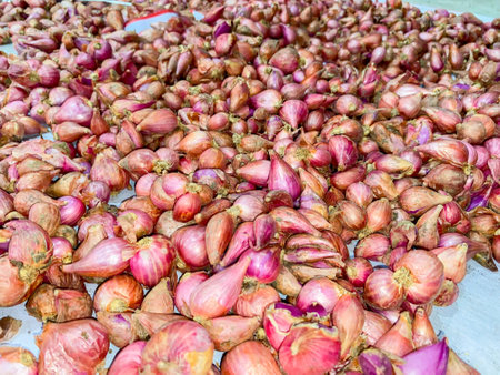 Red onions dried in the hot sun. Lots of red onions.の写真素材