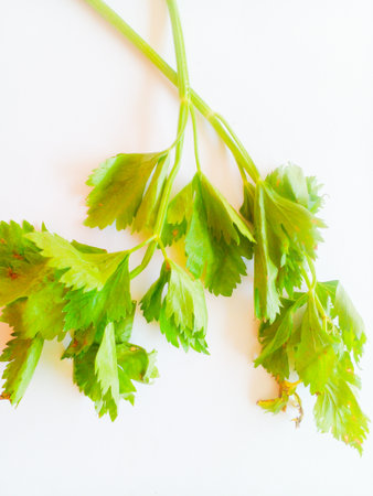 Celery leaves isolated on white background. Green vegetables for aromatic.の写真素材