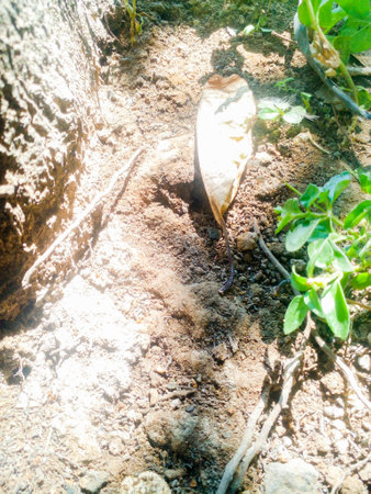 Small plant that grow near large trees. Beautiful little green plant.の写真素材