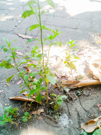 Wild grass that grows abundantly on the ground. Green wild grass.の写真素材