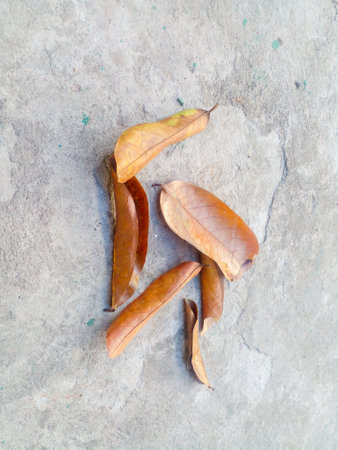 Dry leaves. Dry leaves are brown.の写真素材