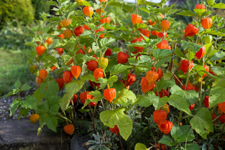 Several Chinese lanter flower  Physalis alkekengi  in August after a rain showerの写真素材