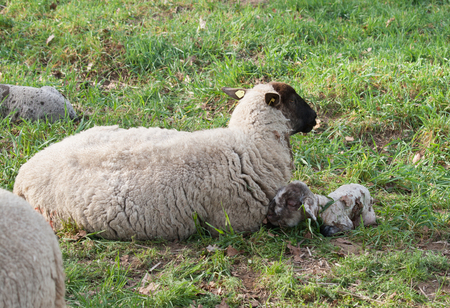 A sheep with a newborn lamb, photographed a few minutes after the birth of the lambの写真素材