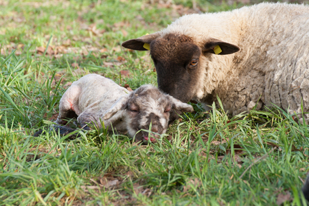 A sheep with a newborn lamb, photographed a few minutes after the birth of the lambの写真素材