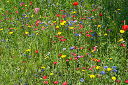 Summer meadow with lots of different blooming wild summer flowersの写真素材