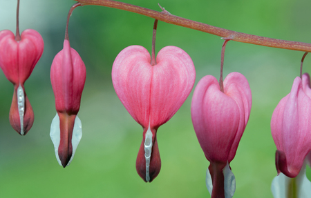 Bleeding heart (Lamprocapnos spectabilis), focus in the middle, blurred green backgroundの写真素材