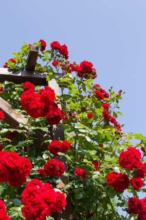 Part of a rose arbor with red flowering rosesの写真素材