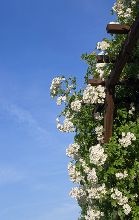 Part of a rose arbor with white flowering rosesの写真素材