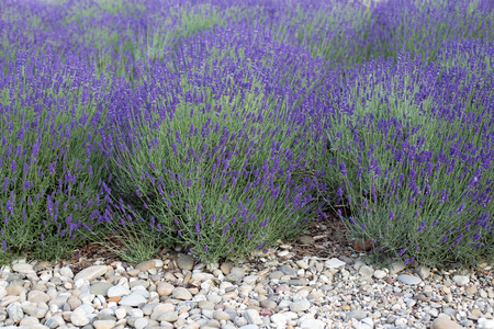 Blooming lavender and stones in frontの写真素材