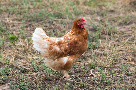 A chicken that looks aheadの写真素材