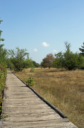Planks way, nature reserve Schwanheimer dune, Hesse, Germanyの写真素材