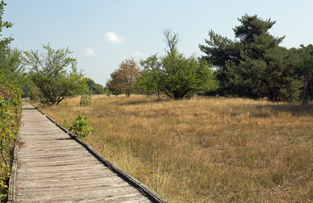 Planks way, nature reserve Schwanheimer dune, Hesse, Germanyの写真素材