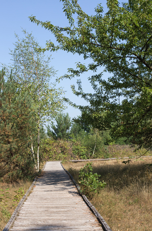 Planks way, nature reserve Schwanheimer dune, Hesse, Germanyの写真素材