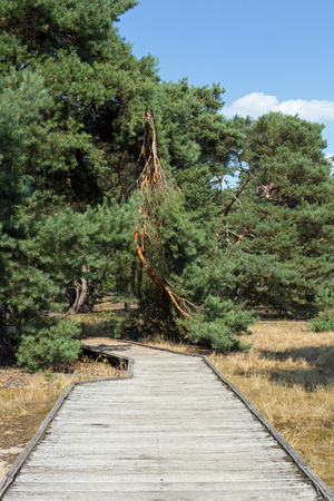 Planks way, nature reserve Schwanheimer dune, Hesse, Germanyの写真素材
