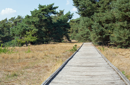 Planks way, nature reserve Schwanheimer dune, Hesse, Germanyの写真素材