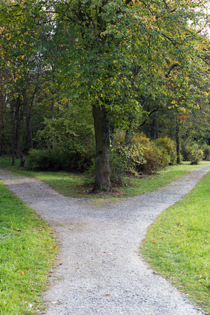 Right or left A fork in the road in a forestの写真素材