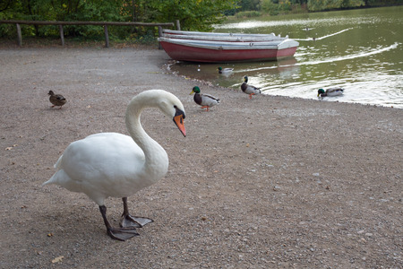 Three boats, ducks and a swan on a lakeの写真素材