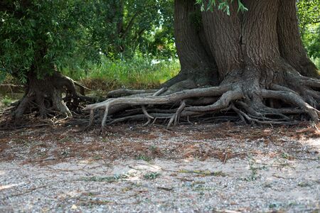 Tree roots at the shore of the Rhineの写真素材
