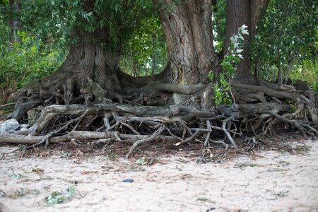 Tree roots at the shore of the Rhineの写真素材
