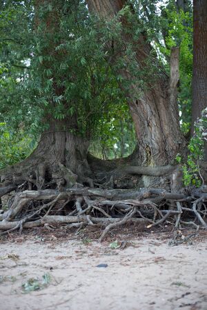 Tree roots at the shore of the Rhineの写真素材