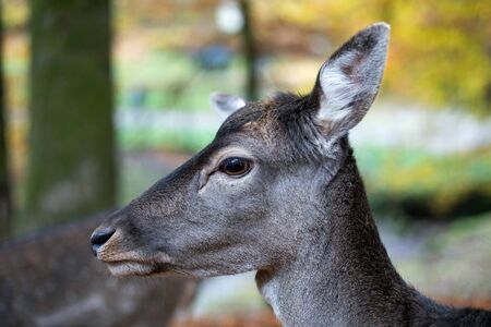 Deer in the forest in autumnの写真素材