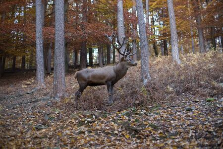 Deer in the forest in autumnの写真素材