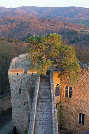 Pine tree on the ruin castle Auerbach (Auerbacher castle) in winterの写真素材