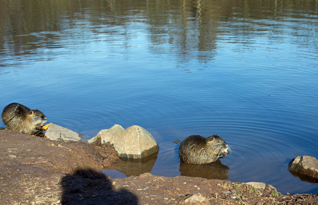 Two coypu nutria, myocastor coypus with carrot in a lakeの写真素材