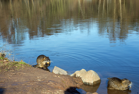 Two coypu nutria, myocastor coypus with carrot in a lakeの写真素材