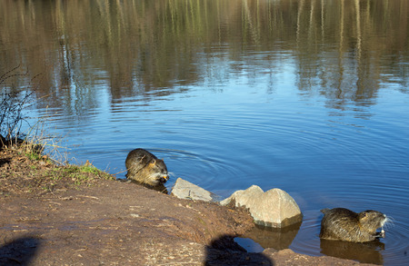 Two coypu nutria, myocastor coypus with carrot in a lakeの写真素材