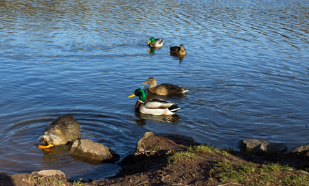 Coypu nutria, myocastor coypus with carrot and ducks in a lakeの写真素材
