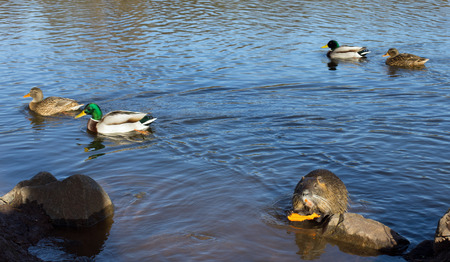Coypu nutria, myocastor coypus with carrot and ducks in a lakeの写真素材
