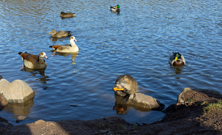Coypu nutria, myocastor coypus with carrot, ducks and egyptian geese in a lakeの写真素材