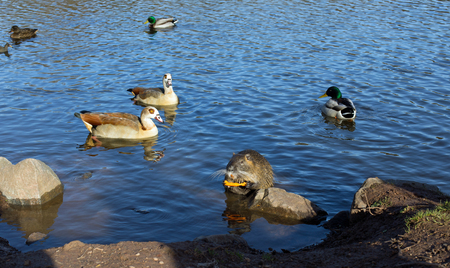 Coypu nutria, myocastor coypus with carrot, ducks and egyptian geese in a lakeの写真素材
