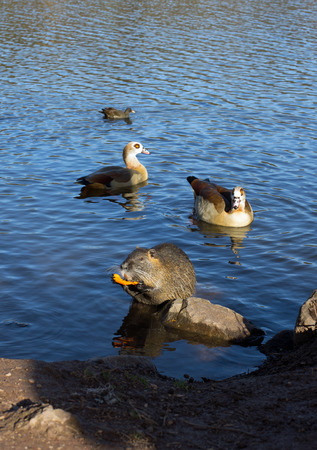 Coypu nutria, myocastor coypus with carrot, ducks and egyptian geese in a lakeの写真素材