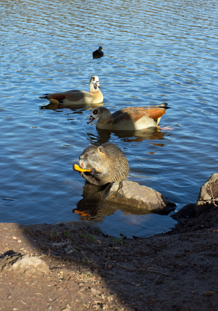 Coypu nutria, myocastor coypus with carrot, ducks and egyptian geese in a lakeの写真素材