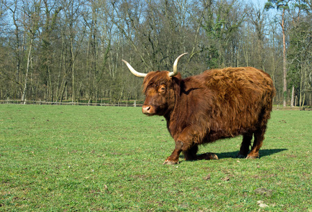 Highland Cattle on a meadow, blue cloudless skyの写真素材