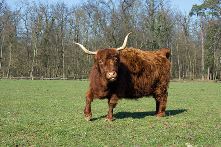 Highland Cattle on a meadow, blue cloudless skyの写真素材