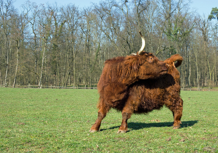 Highland Cattle on a meadow, blue cloudless skyの写真素材